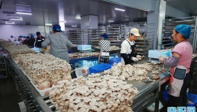 年產(chǎn)值將突破8000萬元！“菌菇之約”背后的貴陽“加速度”