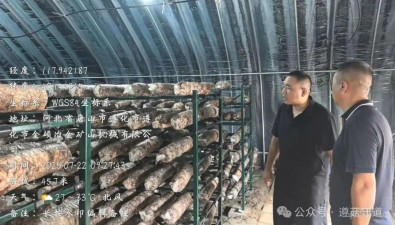 河北遵化農(nóng)技人員到越夏食用菌生產(chǎn)基地指導(dǎo)