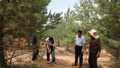 陜西榆林：萬畝樟子松基地菌根食用菌培育取得重要成果