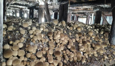 “偉創(chuàng)菌”牌草菇喜獲“2025浙江好菌菇”金獎(jiǎng)
