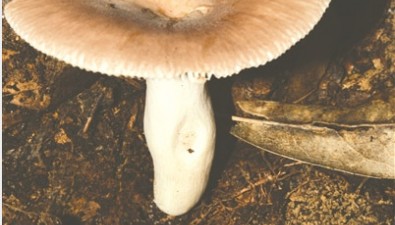江西發(fā)現(xiàn)紅菇屬新物種
