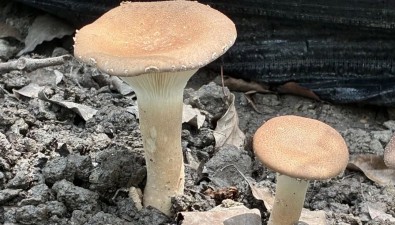 不怕熱，臉盤一樣大的豬肚菇出菇啦