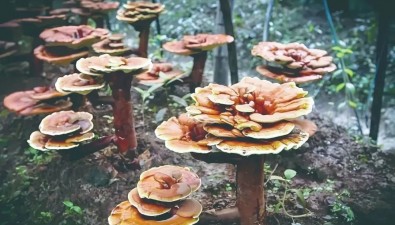 年產(chǎn)值超5億元  旌德縣靈芝種植基地規(guī)模達8000畝