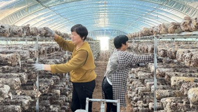 內蒙古：鄂爾多斯市伊金霍洛旗札薩克鎮(zhèn)壕賴柴達木村新建26棟香菇大棚
