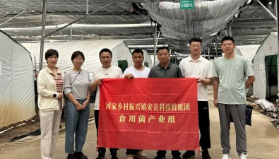 國家科技特派團食用菌產(chǎn)業(yè)組赴鎮(zhèn)安縣“把脈”食用菌產(chǎn)業(yè)