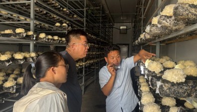 科技“涼”策送菇棚，濟寧市農(nóng)科院食用菌創(chuàng)新團隊護航夏季食用菌生產(chǎn)