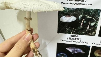 農(nóng)婦網(wǎng)購(gòu)菌種中毒事件：知識(shí)缺失與監(jiān)管缺位下的消費(fèi)陷阱