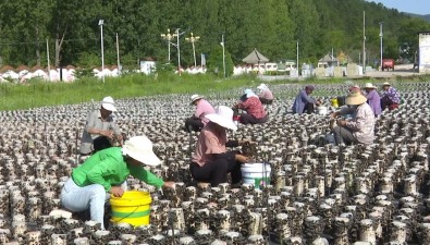 山西：沁水縣迎來(lái)木耳采收季
