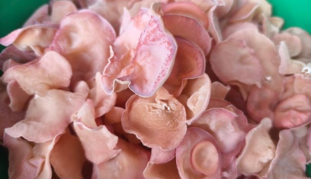 食用菌高產(chǎn)栽培技術(shù)與菌渣還田安全評(píng)估項(xiàng)目啟動(dòng)