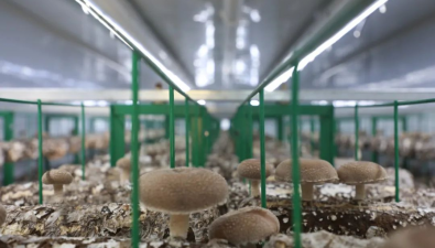 新疆：智慧方艙開啟食用菌生產(chǎn)新模式，空間利用率提升75%
