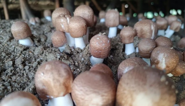 云南云縣：姬松茸產(chǎn)量產(chǎn)值逐年攀升