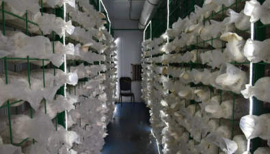 北京通州：富各莊科技小院上新，白色菌菇豐收