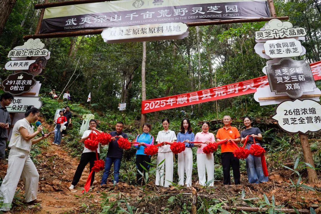 福建：順昌千畝荒野靈芝迎來(lái)豐收季