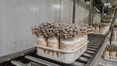 祥川生物科技有限公司致力于推動(dòng)食用菌工業(yè)化、智能化生產(chǎn)