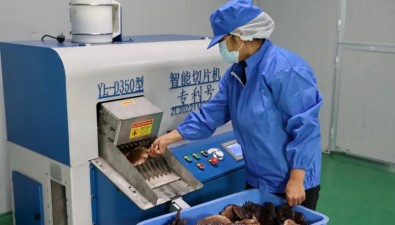 福建連城：姑田鎮(zhèn)靈芝加工項目2個月建成投產(chǎn)
