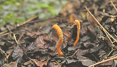 湖北襄陽?？稻硟?nèi)首次發(fā)現(xiàn)北冬蟲夏草