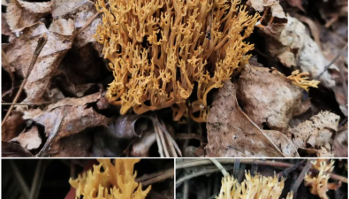 北京延慶：首現(xiàn)珊瑚菌類真菌新種金黃暗鎖瑚菌