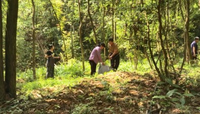 廣東豐順：500多畝深山里種靈芝撐起“致富傘”
