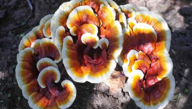 廣東泗水種出巨型觀賞靈芝，首批80多朵，單個(gè)售價(jià)千元以上