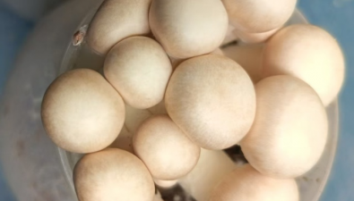 忻州市沐野食用菌研究所成功選育出野生雙孢菇新品種“沐野2號(hào)”