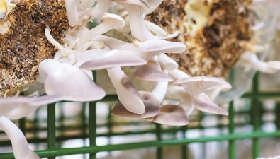 四川：鹽邊縣“菇立方”項(xiàng)目正式投產(chǎn)，科技賦能食用菌產(chǎn)業(yè)