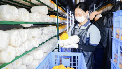 安徽東至：金耳200萬棒，產(chǎn)能規(guī)模全省領(lǐng)先