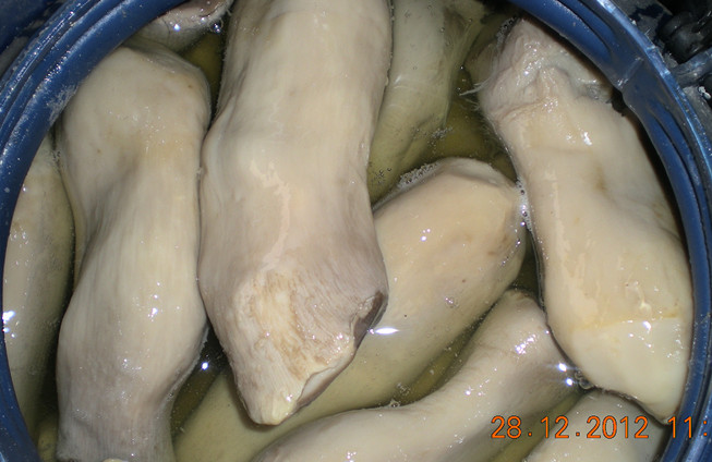 河北供應(yīng)杏鮑菇優(yōu)質(zhì)